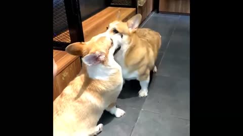 Corgi Battle