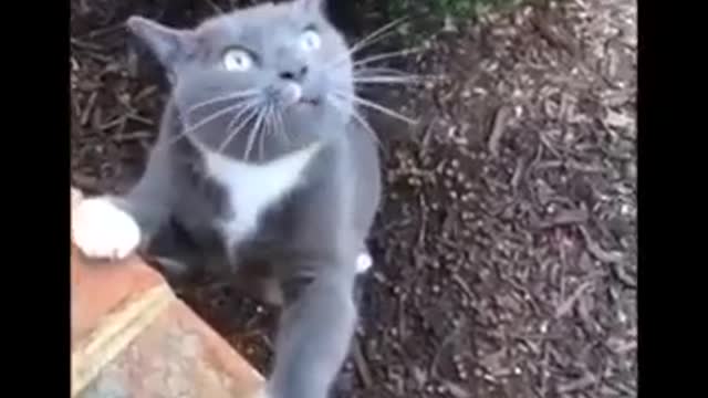 funny cats