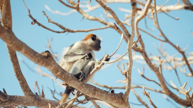 Eat and Run Monkey