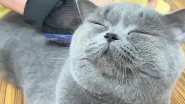 Your Lovely Cat 😻 Make you feel Happy 🤣