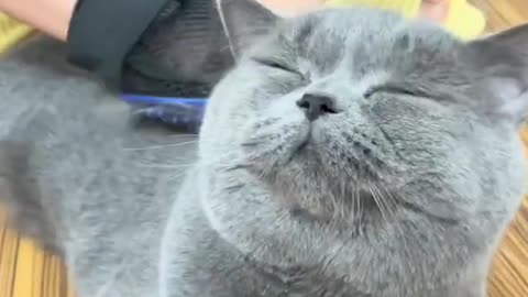 Your Lovely Cat 😻 Make you feel Happy 🤣