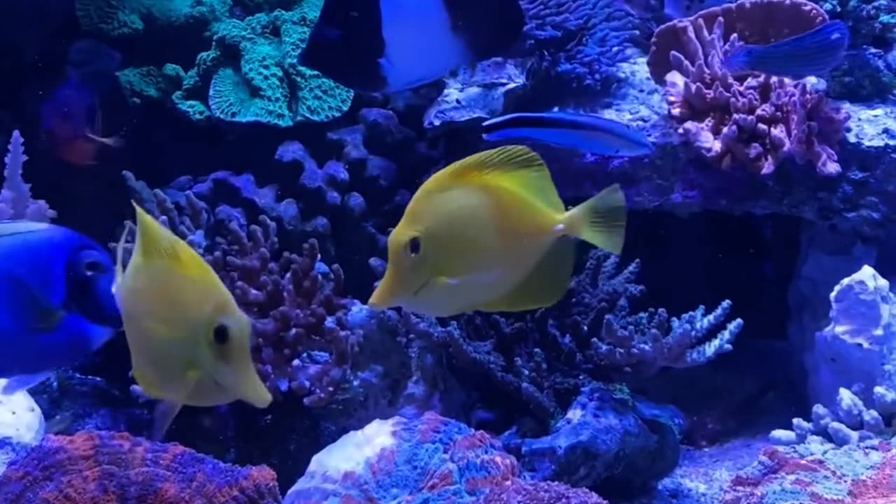 this is greatfull fish video