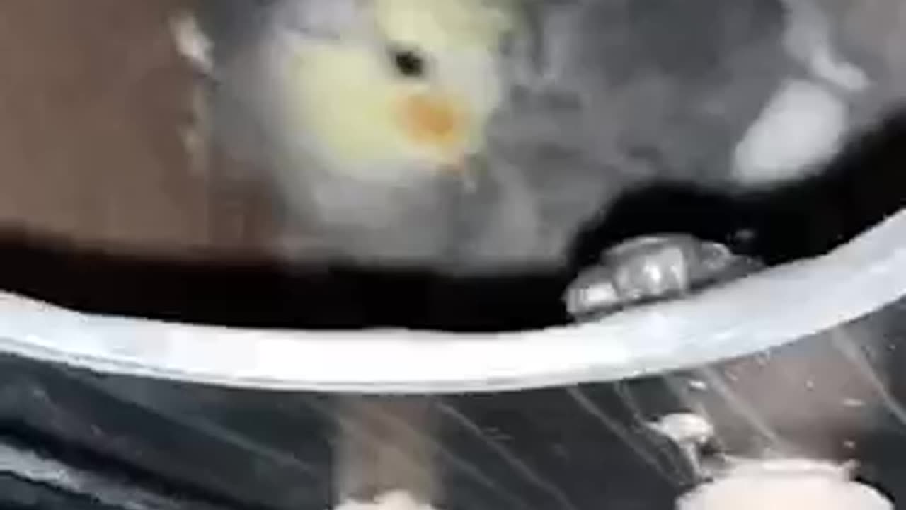 Cockatiel Lovers