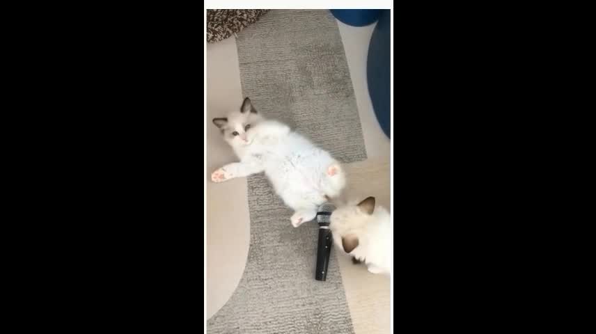 Happy moment Cute and interesting cats and dogs 09