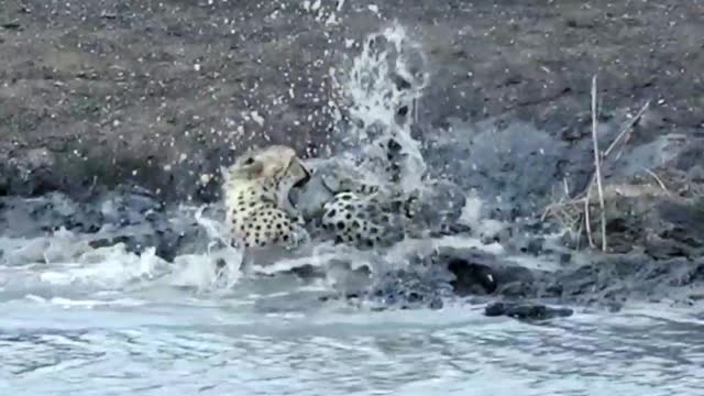 The leopard came to drink water, He Became crocodile food.