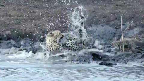 The leopard came to drink water, He Became crocodile food.