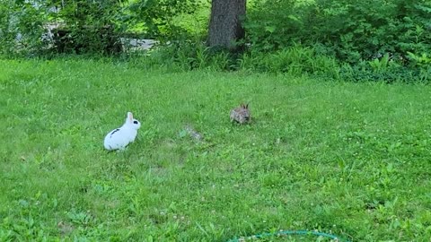 Cute Rabbit