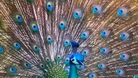 Amazing peacock sounds dance