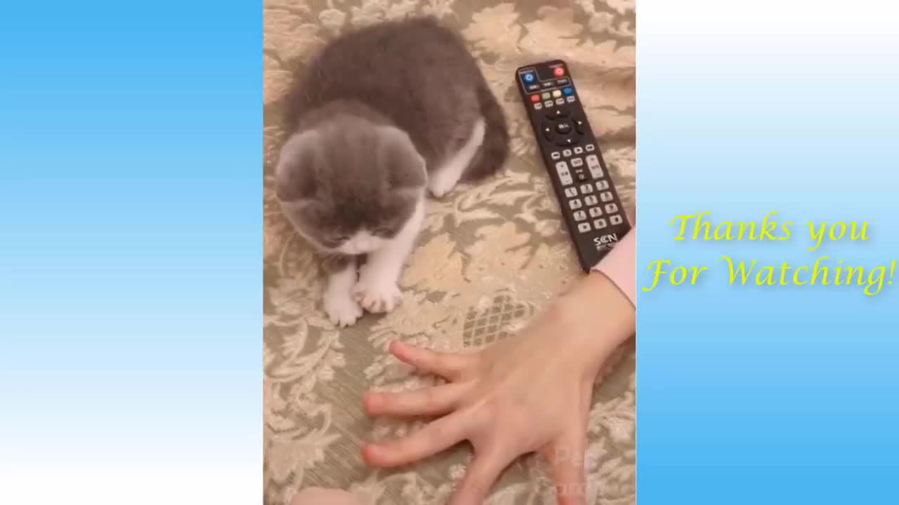 Funny pets cat