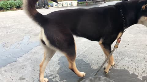 Cute Jindo dog drinking water