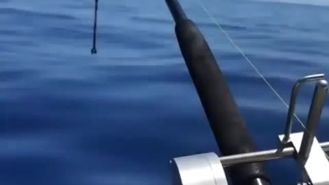 This is a beautiful and charming water-dwelling species