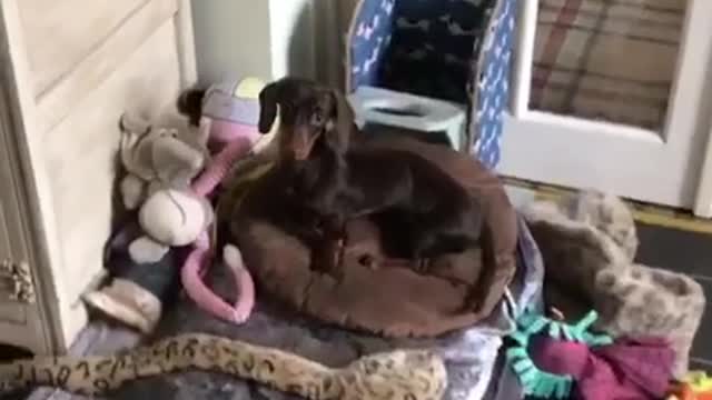 Dog suffering from Megaesophagus sits in special chair