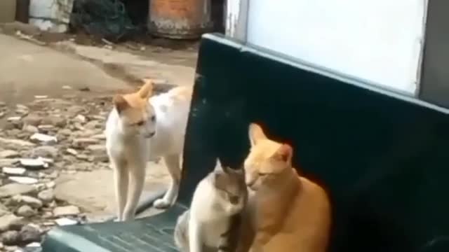 Couple cats