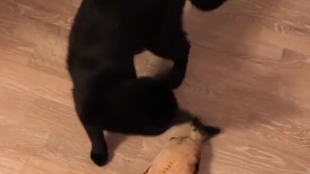 This Cat Is Literally Trying To Kill A Catnip Fish