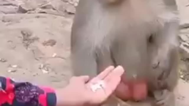 Give it to me all human