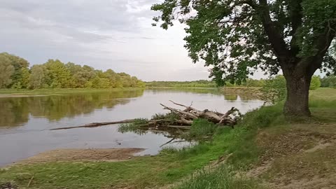 Łabędzie nad Bugiem