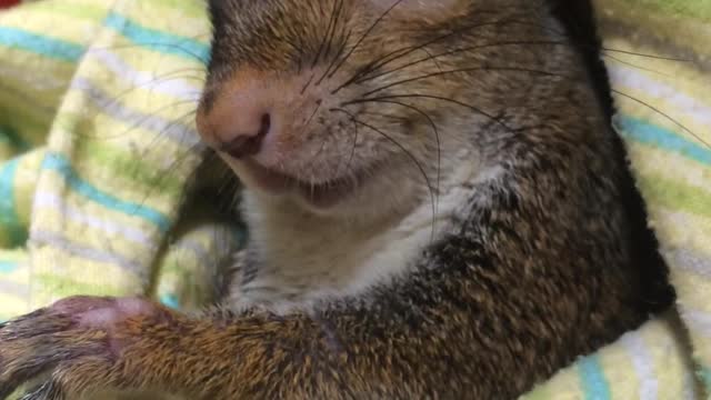 Handicapped Squirrel Finds Loving Family