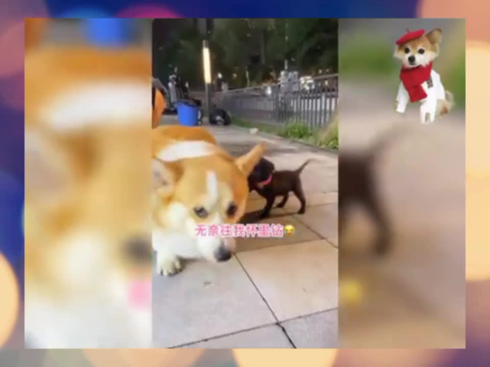 Funny Dog 🐕 videos 2021 enjoy our new dogs Funs