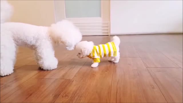 very cute white mini puppy