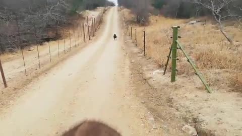 Baby elephant Mopane and his sheep friends go for a walk at HESC