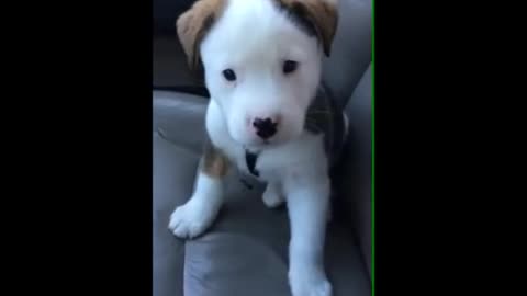 Dog gets angry at his own hiccup