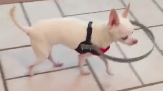 This device helps blind dog walk around freely.. 😊