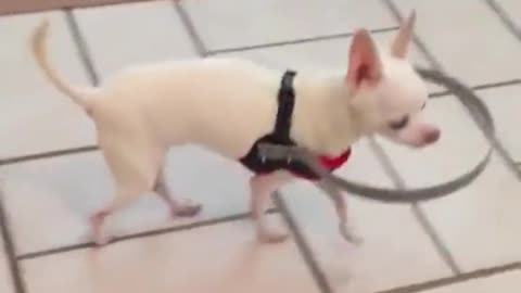 This device helps blind dog walk around freely.. 😊