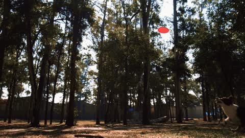 Dog and frisbee