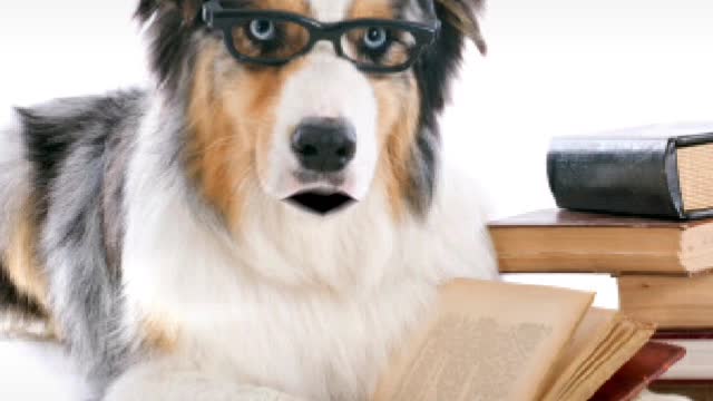 Dogs and Books