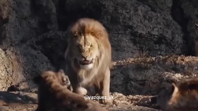 King is always a king | Lion King Clip