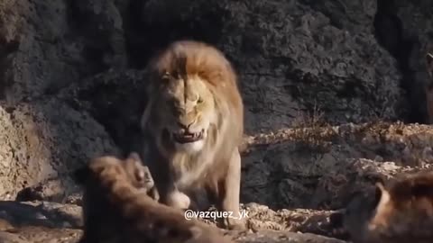 King is always a king | Lion King Clip