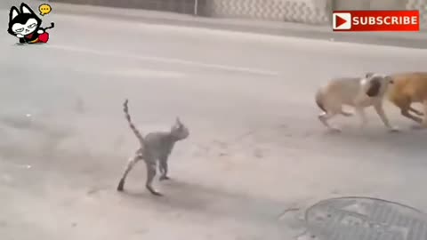 Angry Cat Vs Dog Danger Fight : Almost Like Killed