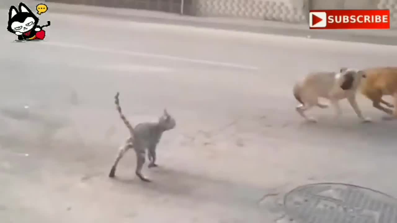 Angry Cat Vs Dog Danger Fight : Almost Like Killed