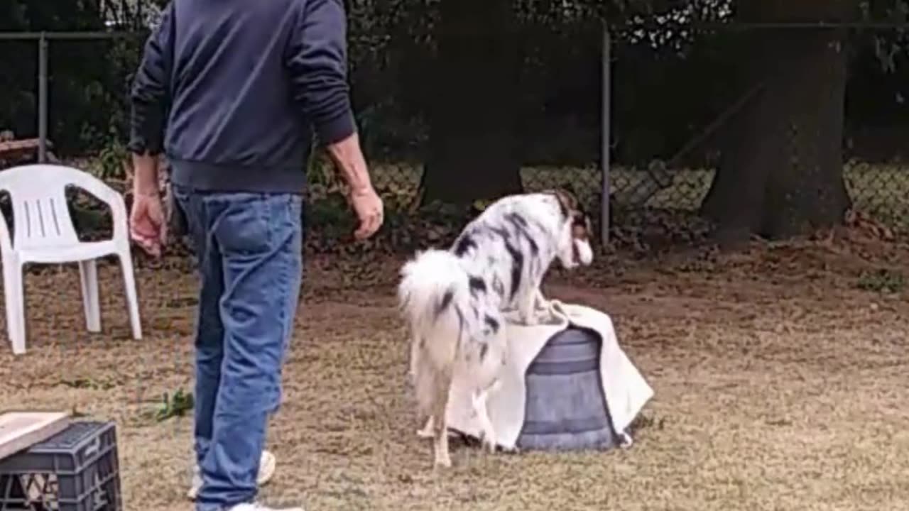 Circuit Training and Practice shorts Ruff Cut