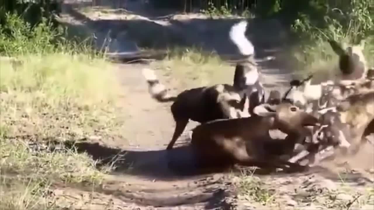 African wild dogs eating a live antelope