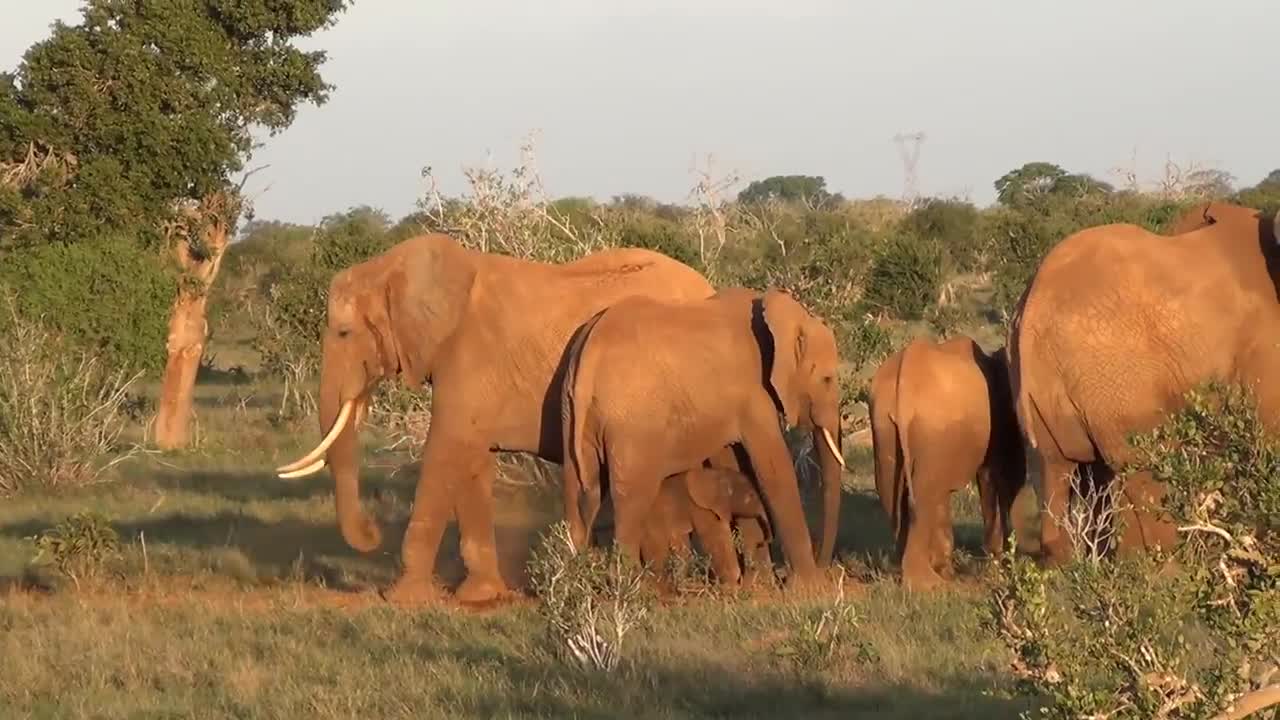 Elephant giving birth in Kenya