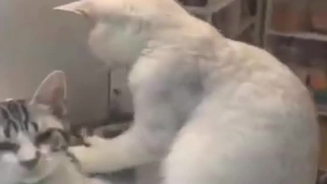 Super Cute & Funny Pet Videos
