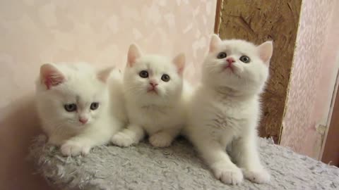 Scottish kittens