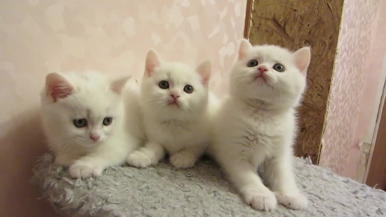 Scottish kittens