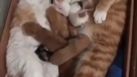 Cat's cute family