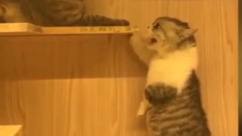 Funny cat fighting 😂 very funny cat video