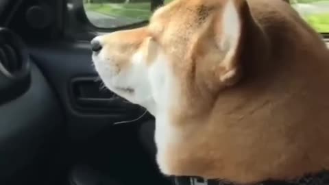 Funny dogs and cats
