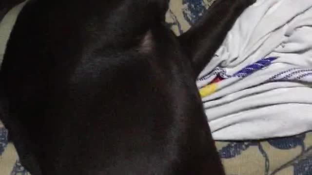 Kimbo durmiendo luego de un día muy movido