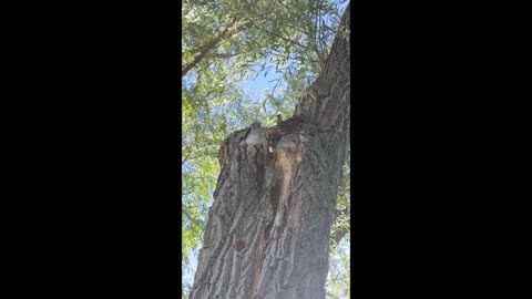 cornhusker tree splitting creaking