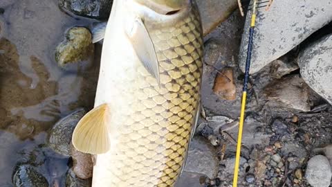 60 cm carp caught by stick fishing