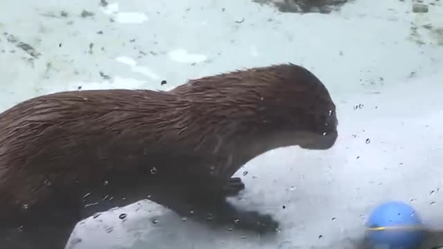 An otter that eats