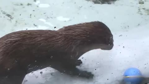 An otter that eats