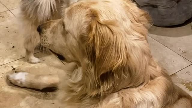 Dog Training #shorts #DogTraining #shortsvideo