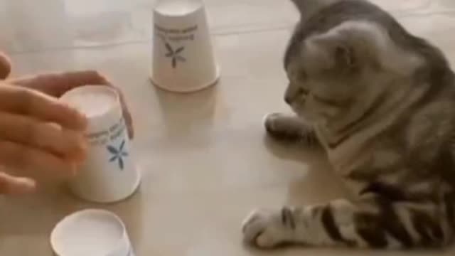 Smart Cat-funny cats -Baby Cats - Cute and Funny Cat Videos