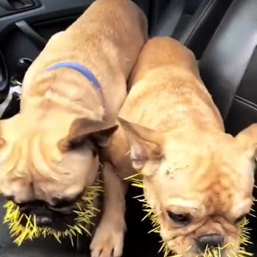 E ai os 4 bonitos resolveram pegar um pobre ouriço do mato.